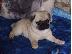 PoulaTo: qenush pug